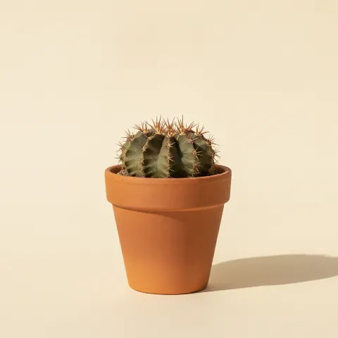 Gymnocalycium ragonesei