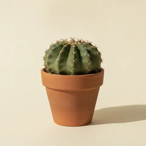 Gymnocalycium stellatum