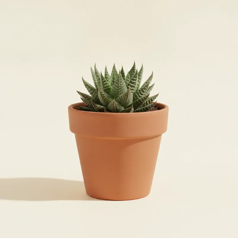 Haworthia arachnoidea (illustratie)