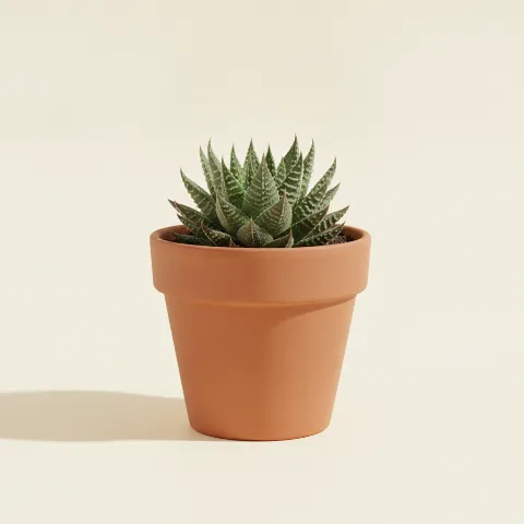 Haworthia arachnoidea
