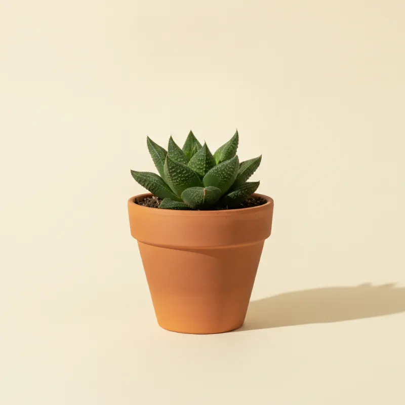 Haworthia bayeri (illustratie)
