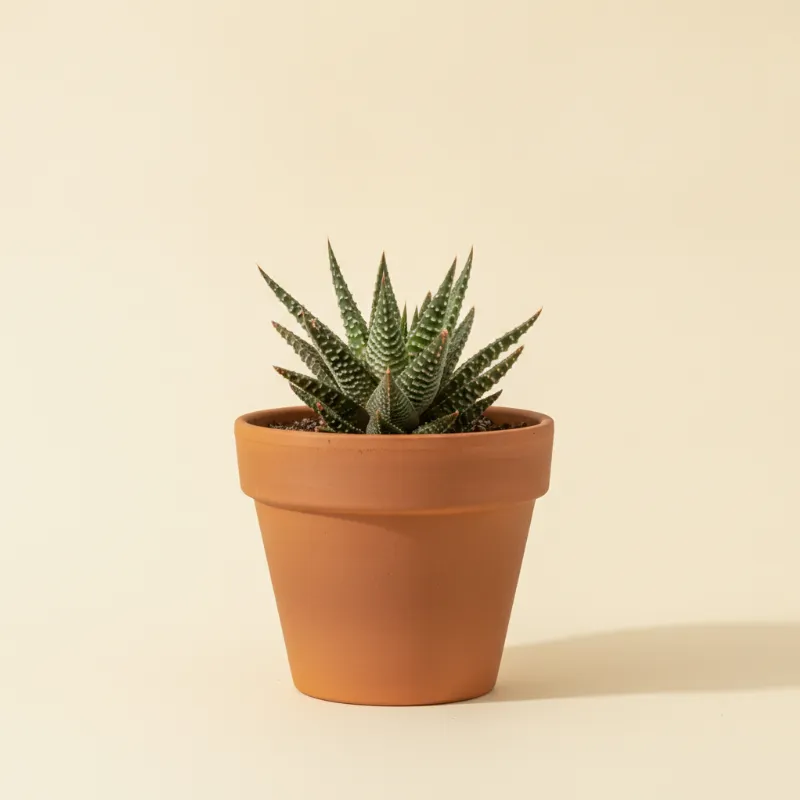 Haworthia bolusii (illustratie)