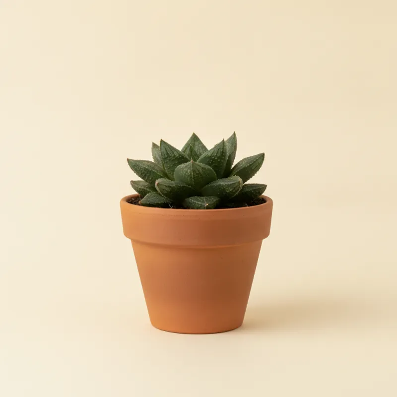 Haworthia emelyae (illustratie)