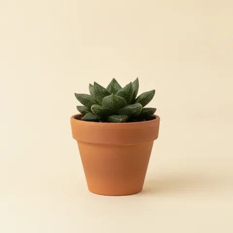 Haworthia emelyae