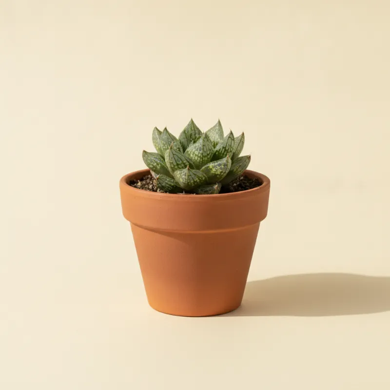 Haworthia emelyae 'Comptoniana' (illustratie)