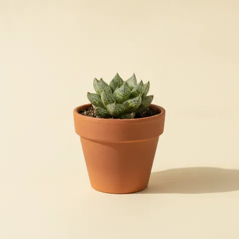 Haworthia emelyae 'Comptoniana'