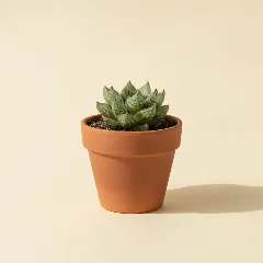 Haworthia emelyae 'Comptoniana'