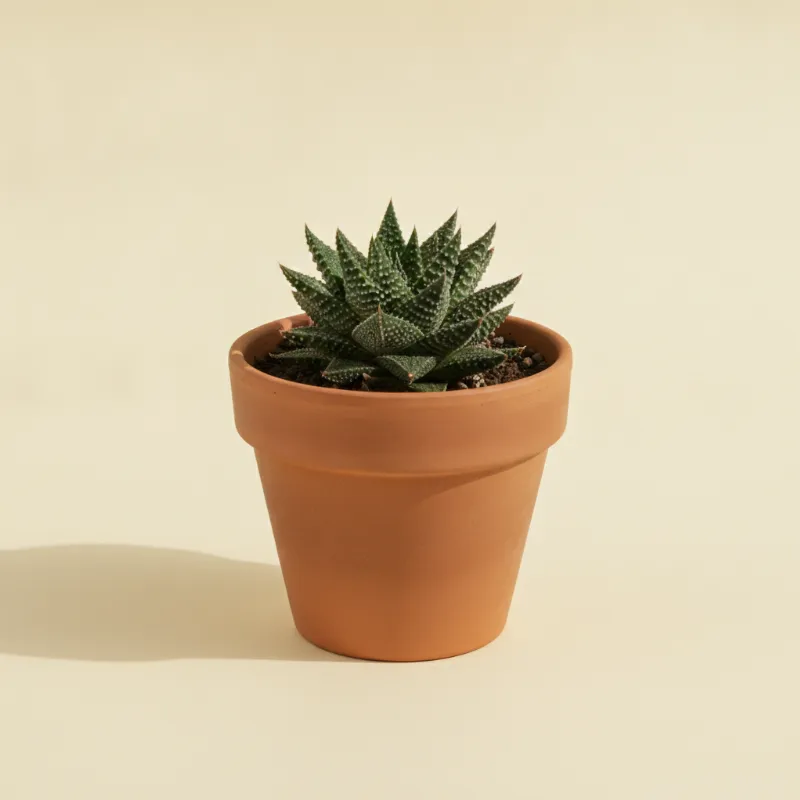 Haworthia koelmaniorum (illustratie)