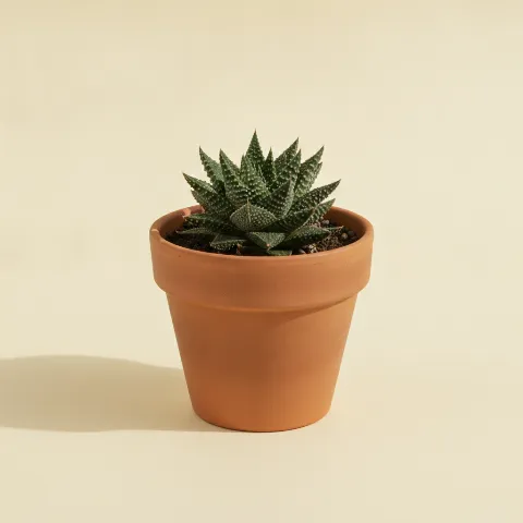 Haworthia koelmaniorum