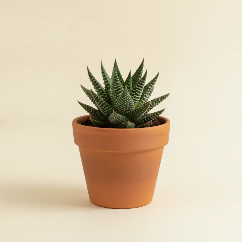 Haworthia magnifica (illustratie)