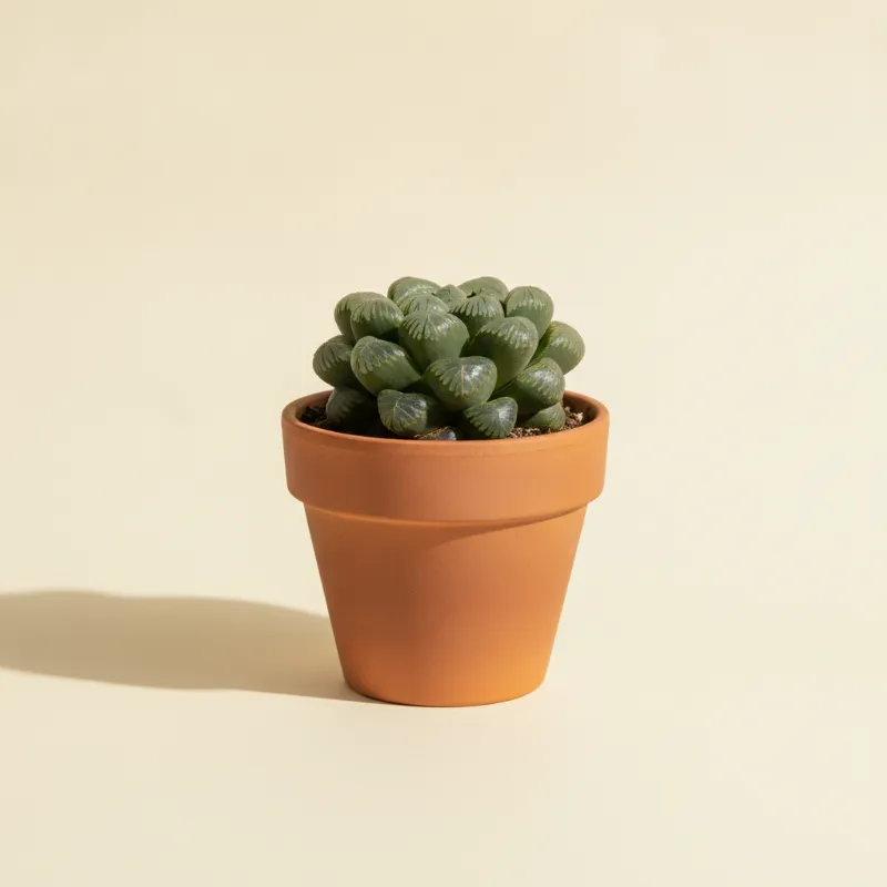 Haworthia maughanii (illustratie)