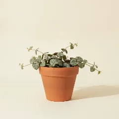 Chinees lantaarnplantje