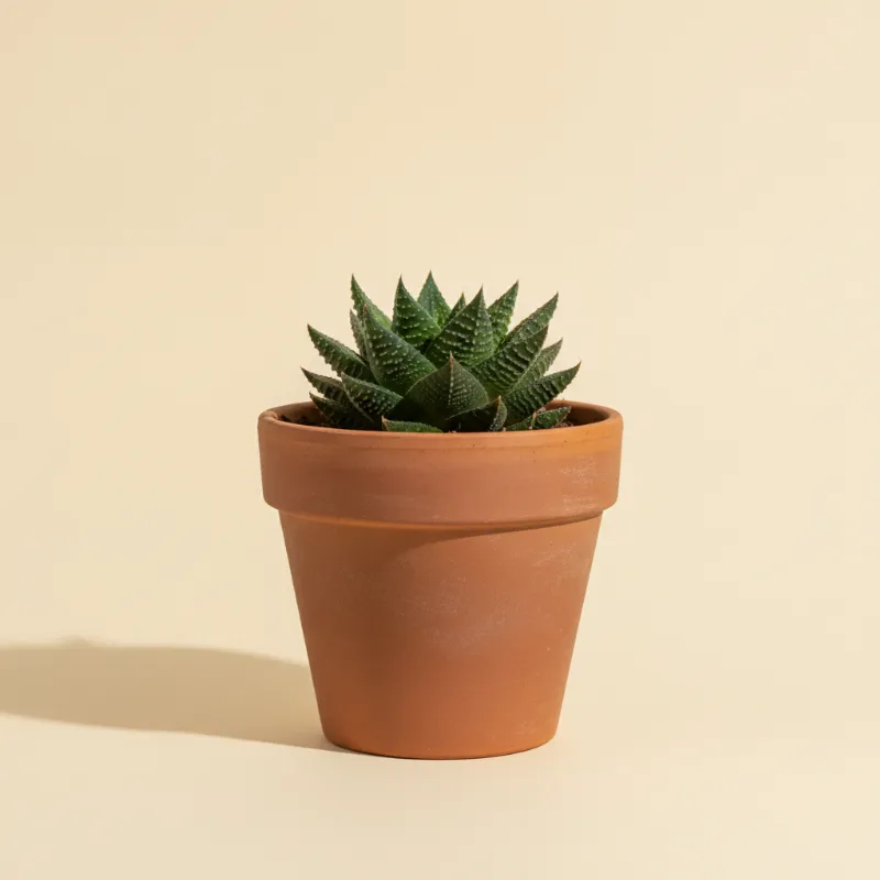 Haworthia mirabilis (illustratie)