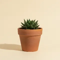 Haworthia mirabilis