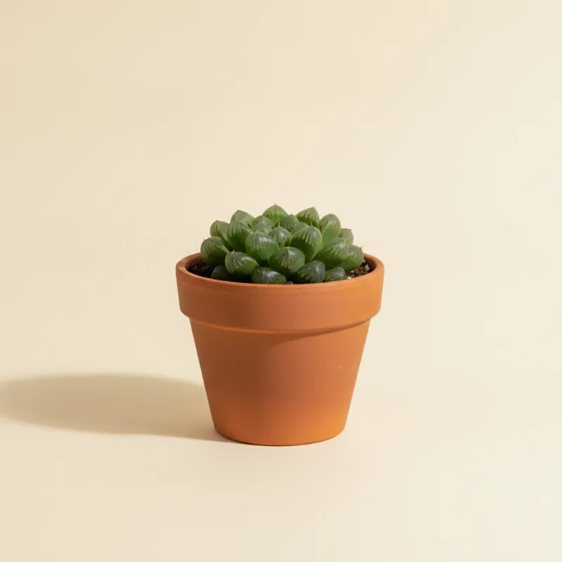 Haworthia obtusa (illustratie)
