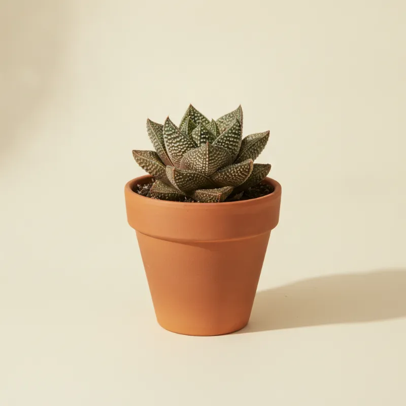 Haworthia springbokvlakensis (illustratie)