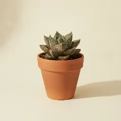 Haworthia springbokvlakensis