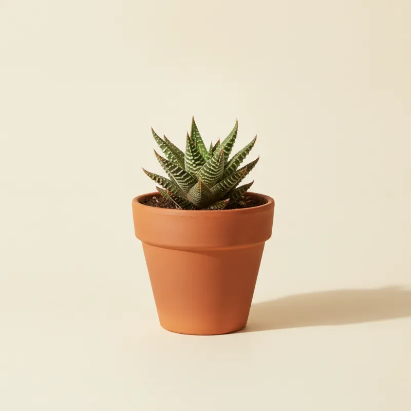 Haworthia venosa (illustratie)