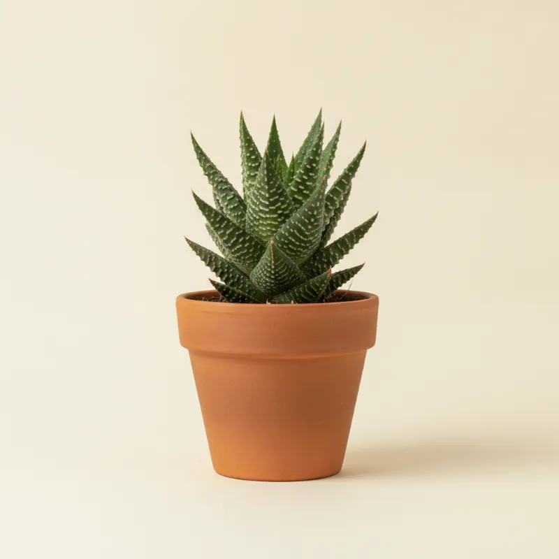 Haworthia viscosa (illustratie)
