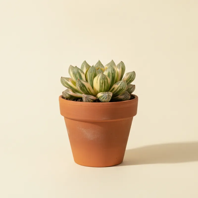 Haworthia 'Cooperi Variegata' (illustratie)