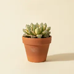 Haworthia 'Cooperi Variegata'
