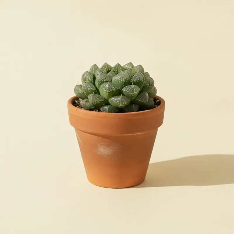 Haworthia 'Crystal Ball' (illustratie)