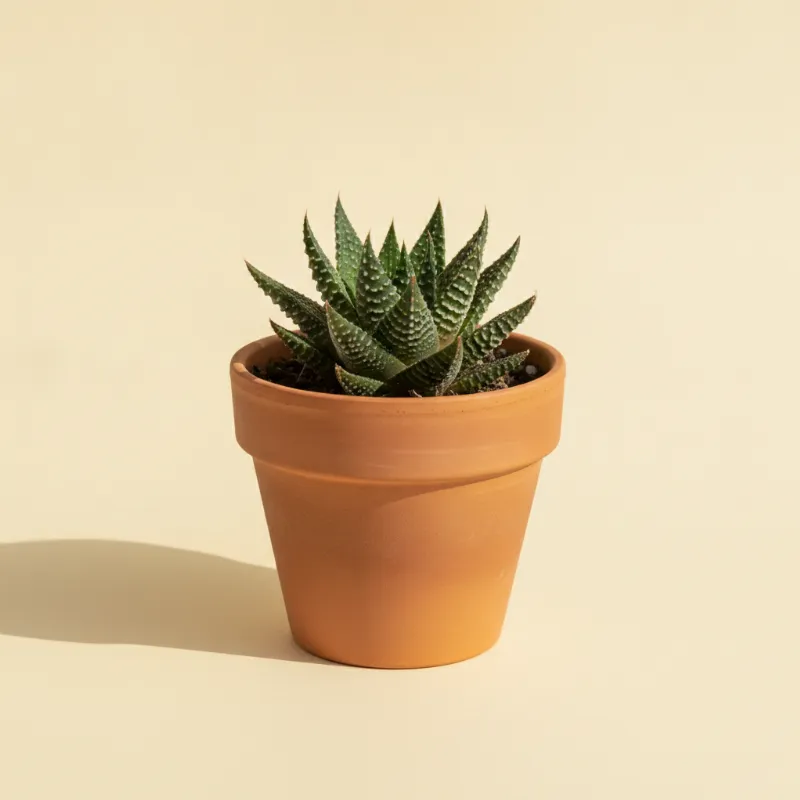 Haworthia 'Emelyae Hybrid' (illustratie)