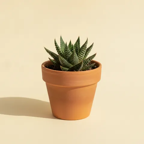 Haworthia 'Emelyae Hybrid'