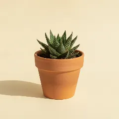 Haworthia 'Emelyae Hybrid'