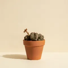 Huernia aspera
