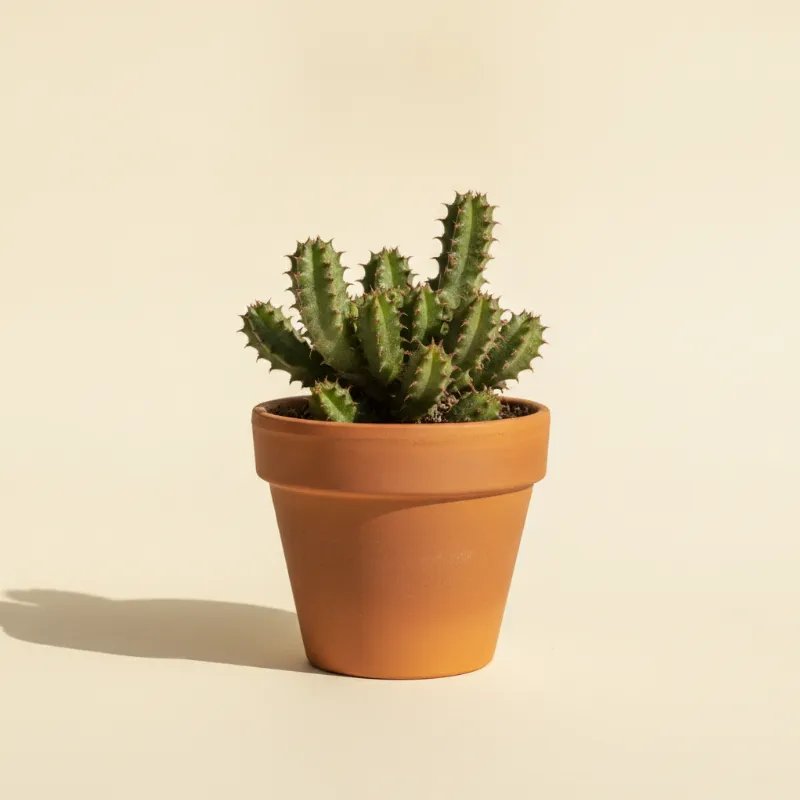 Huernia guttata (illustratie)