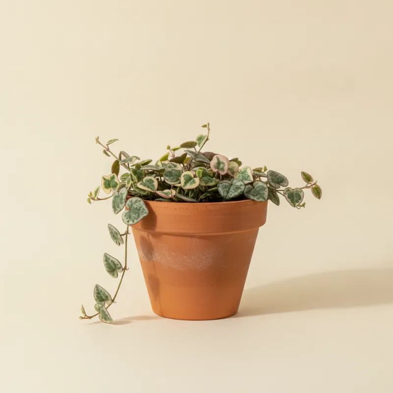 Chinees lantaarnplantje — Ceropegia woodii 'Variegata' (illustratie)