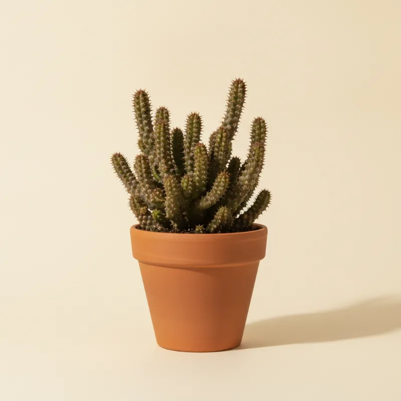 Huernia hystrix (illustratie)