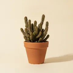 Huernia hystrix