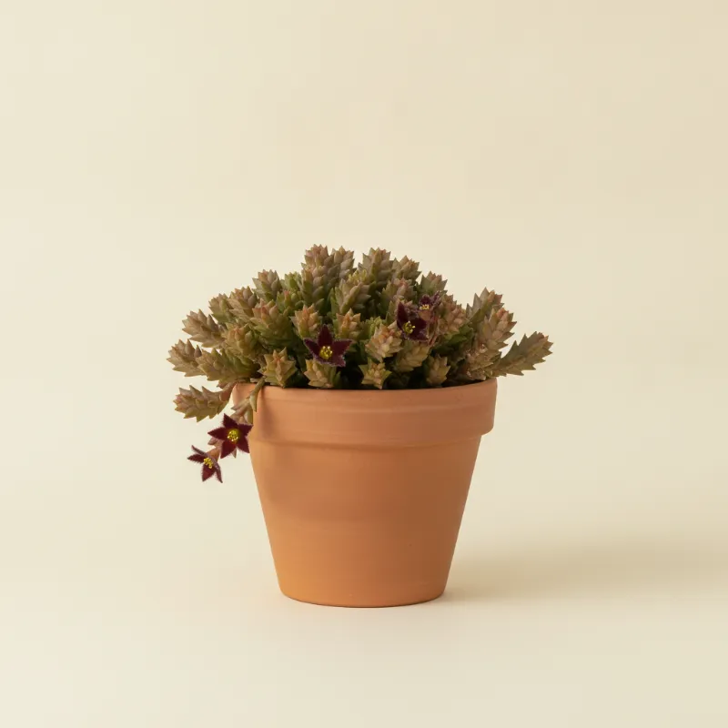 Huernia schneideriana (illustratie)