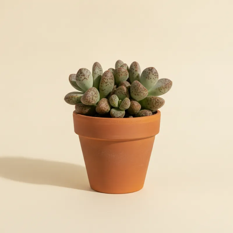 Lenophyllum guttatum (illustratie)