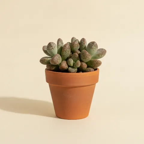 Lenophyllum guttatum