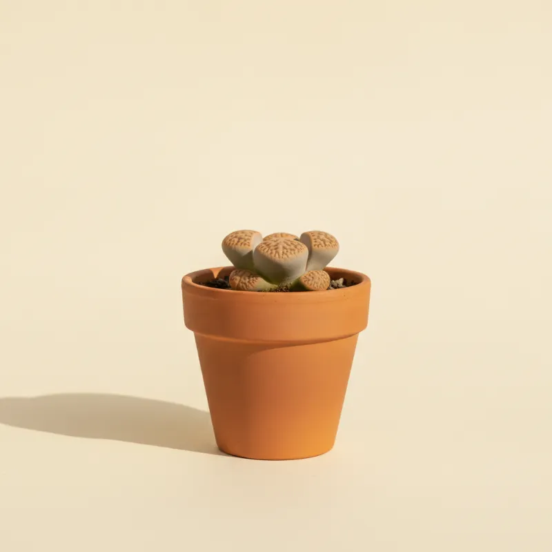 Levende steentjes — Lithops dorotheae (illustratie)