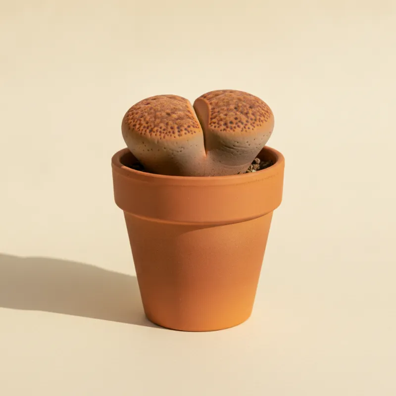 Levende steentjes — Lithops fulviceps (illustratie)