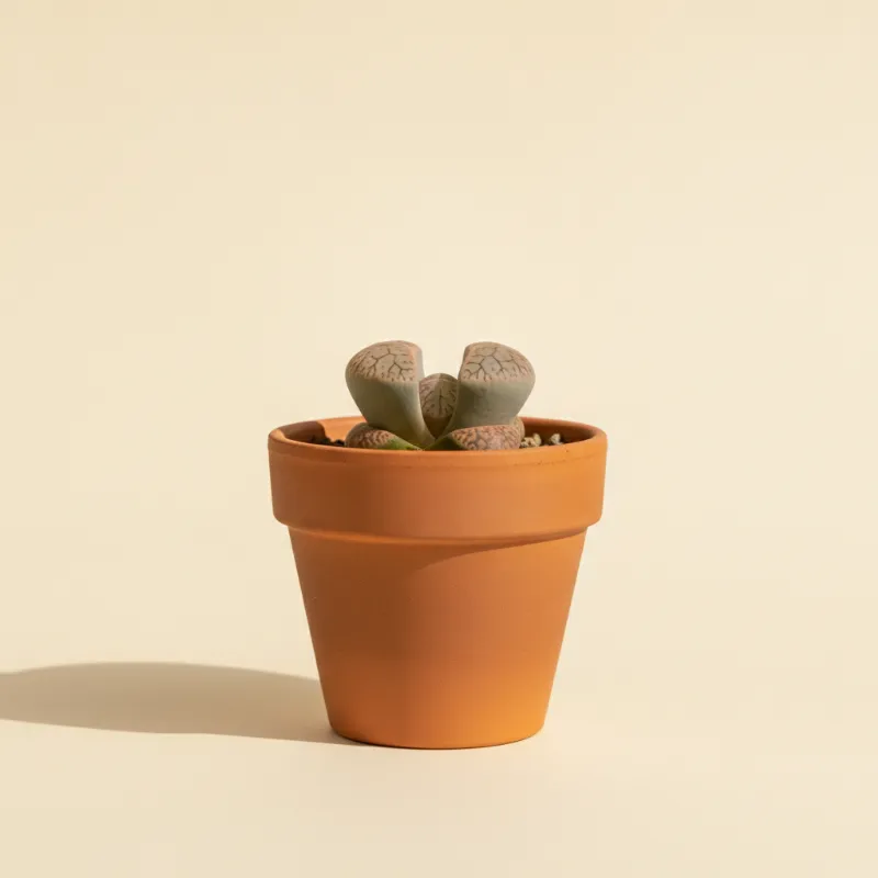 Levende steentjes — Lithops gracilidelineata (illustratie)