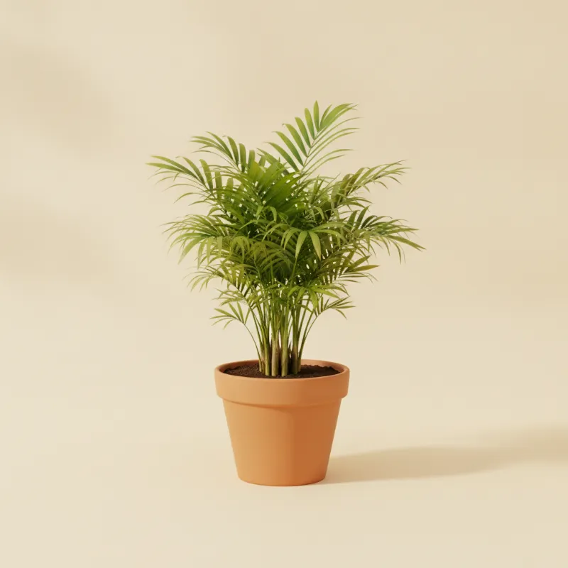 Bergpalm — Chamaedorea elegans (illustratie)