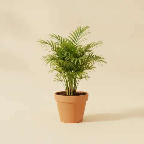 Bergpalm β Chamaedorea elegans (illustratie)