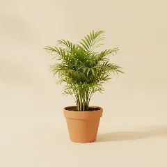 Bergpalm