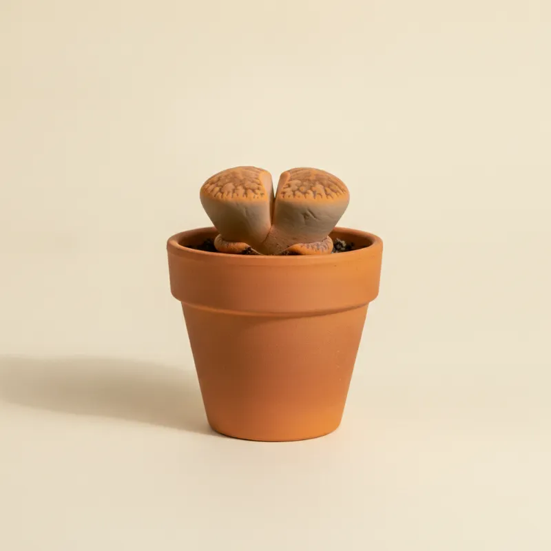 Levende steentjes — Lithops hookeri (illustratie)