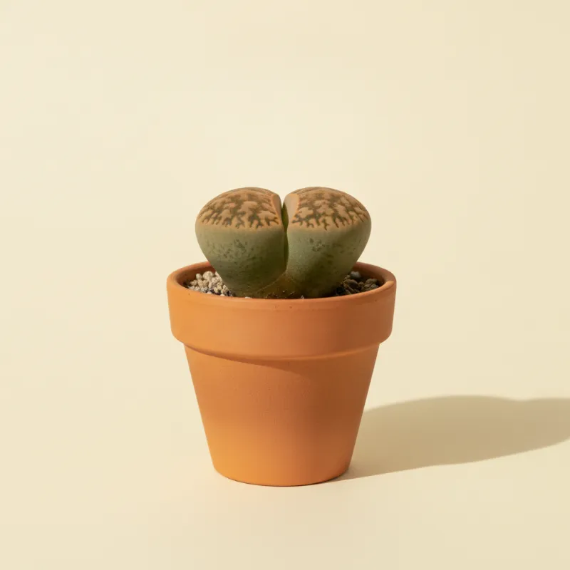 Levende steentjes — Lithops julii (illustratie)