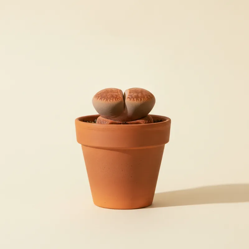 Levende steentjes — Lithops karasmontana 'Lateritia' (illustratie)