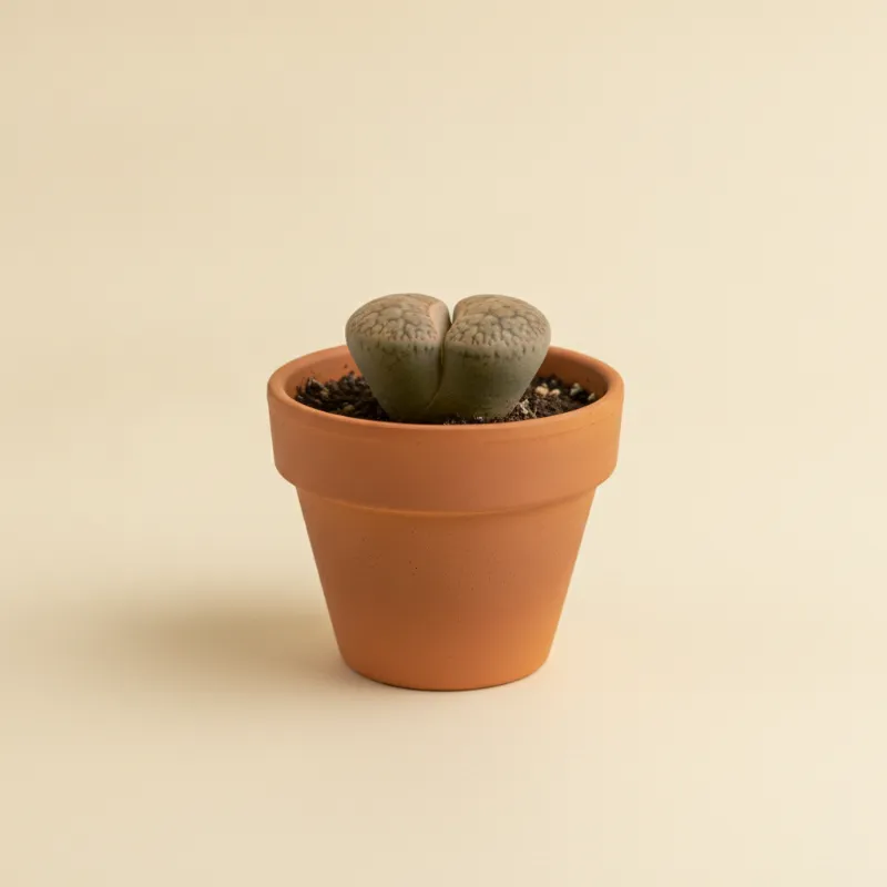 Levende steentjes — Lithops marmorata (illustratie)