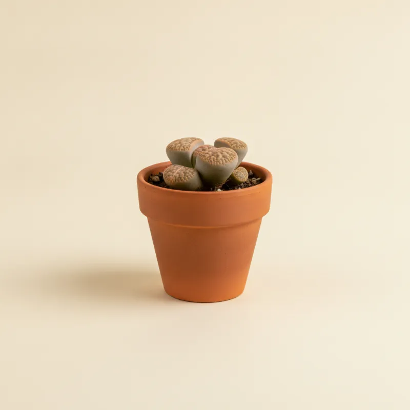 Levende steentjes — Lithops pseudotruncatella (illustratie)