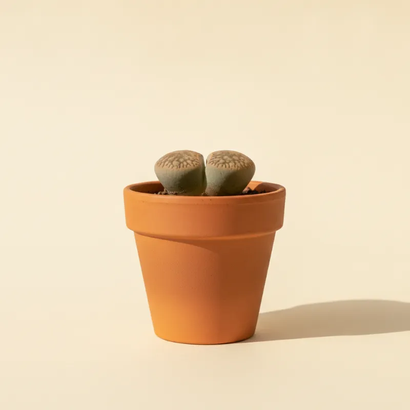 Levende steentjes — Lithops salicola (illustratie)