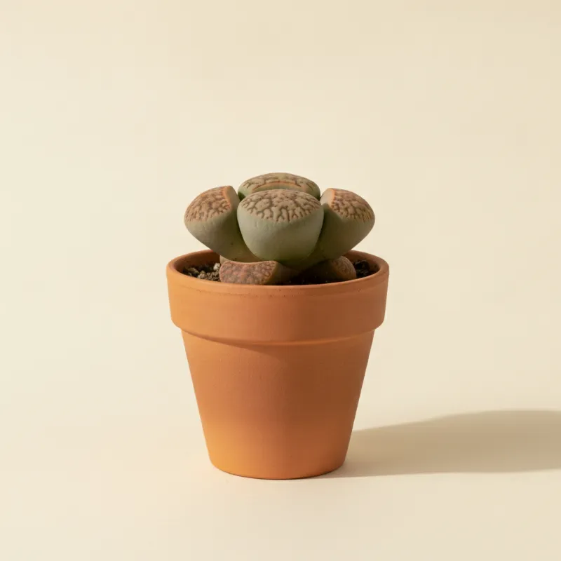 Levende steentjes — Lithops schwantesii (illustratie)